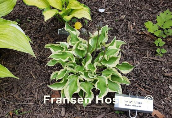 Hosta Wrinkle in Time